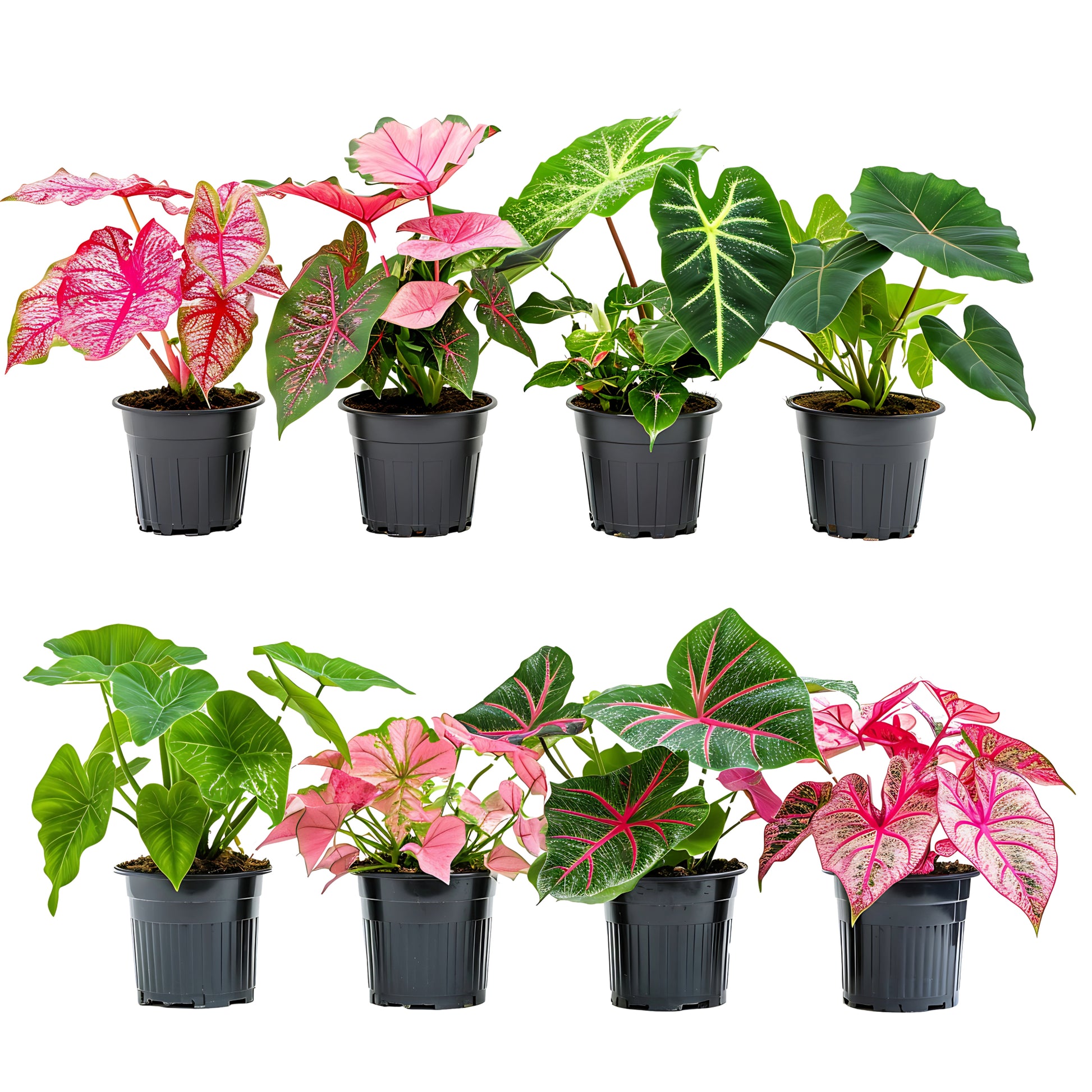 caladium elephant ear plant Sélection Caladium Fancy & Strap : Feuillage Coloré Éclatant