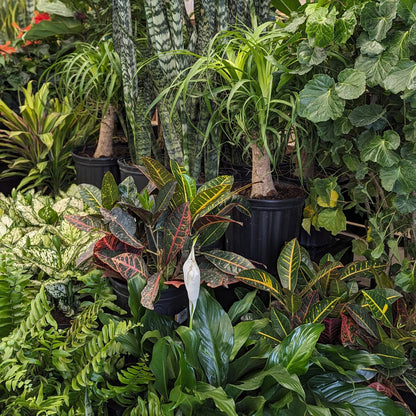 Assortment of tropical plants