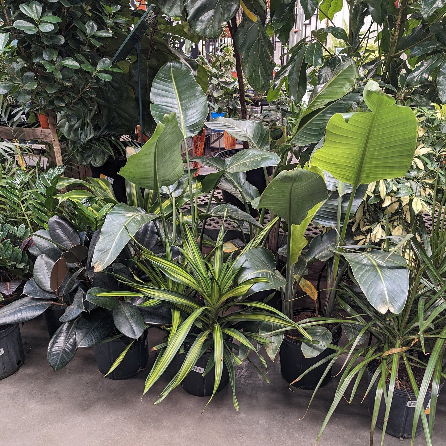 Assortment of tropical plants