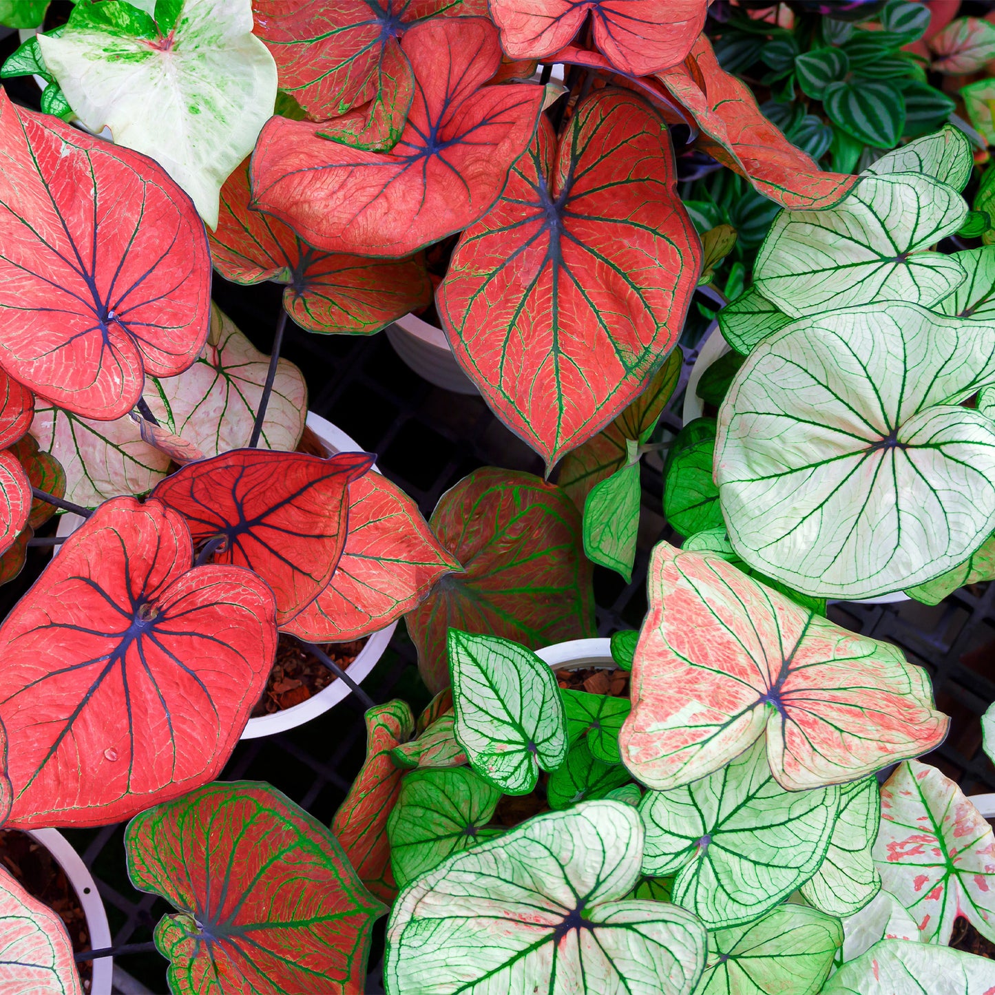 Caladiums assortis