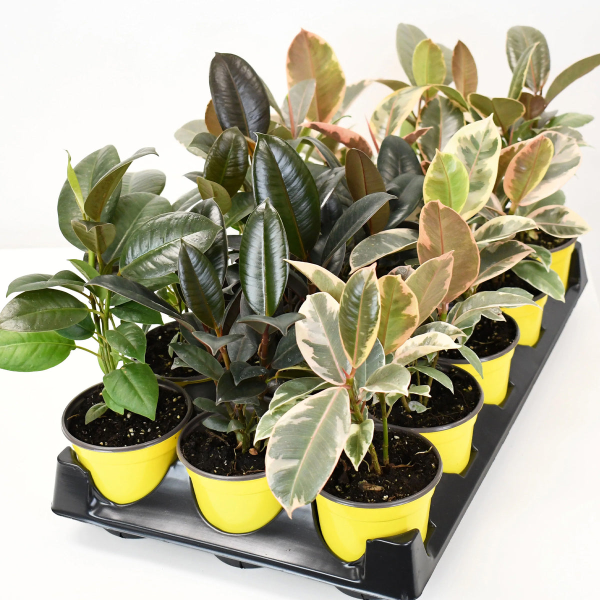 Assortment of Ficus elastica – Jardineries Botanix