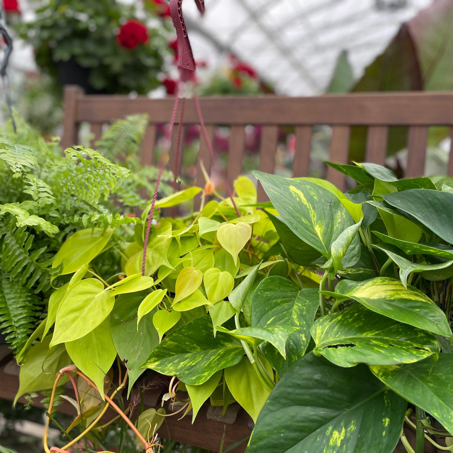 Assortment of tropicals plants in hanging basket