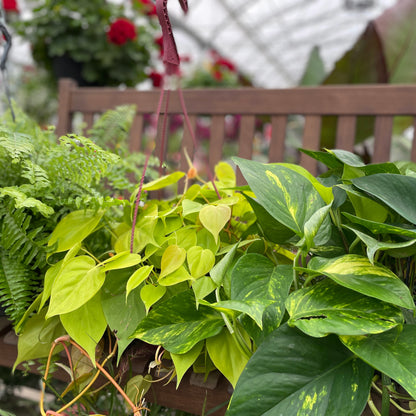 Assortiment de plantes vertes en panier suspendu