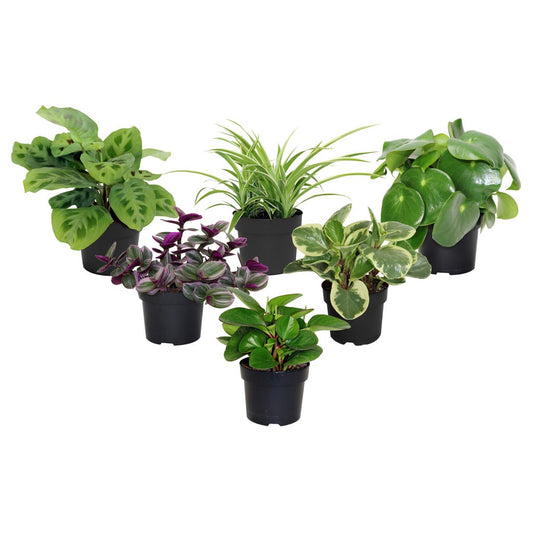 Plantes tropicales et d'intrieur Jardineries Botanix Plantes tropicales et d'intrieur Jardineries Botanix