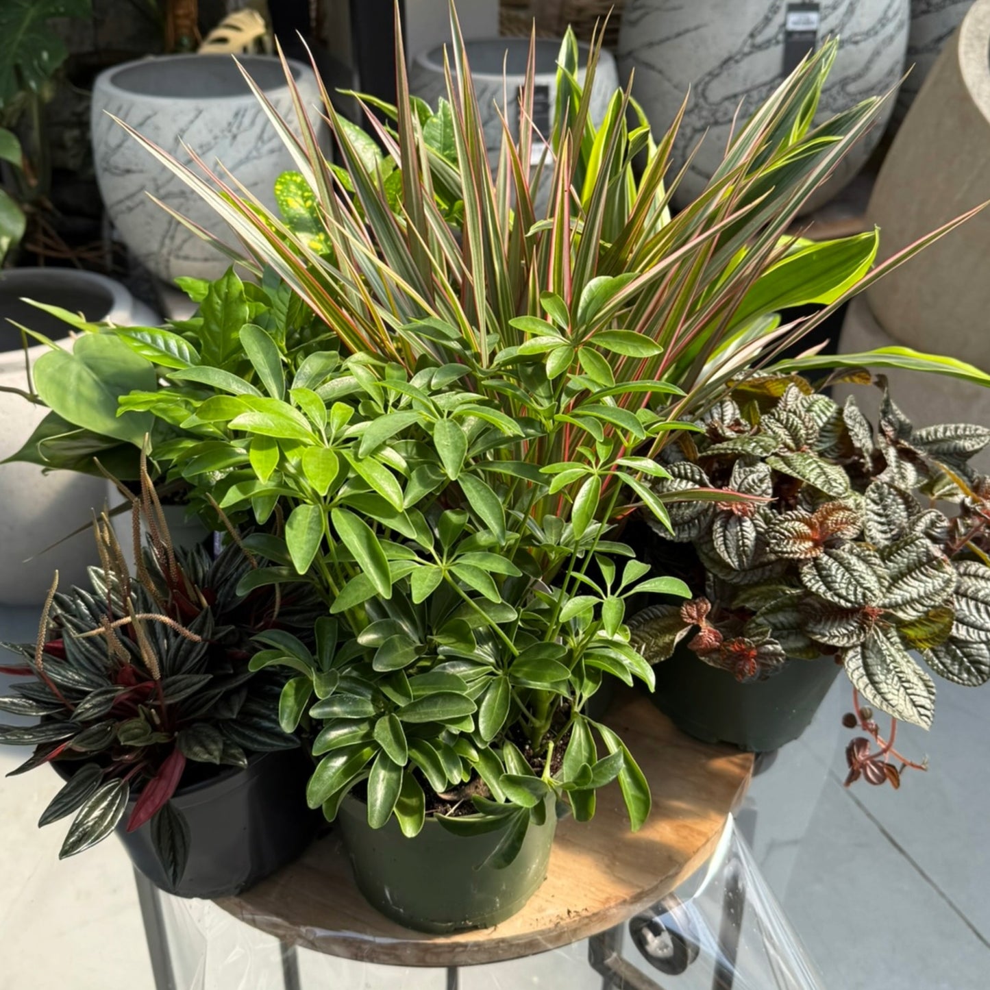 Assorted Tropical Plants
