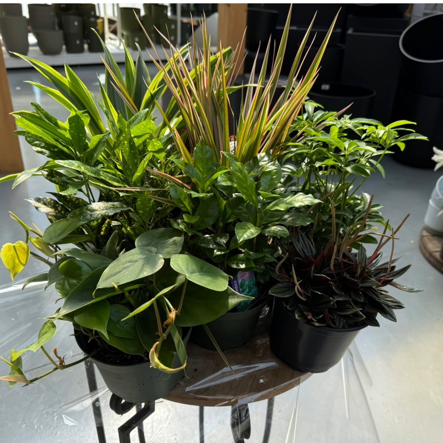 Assorted Tropical Plants