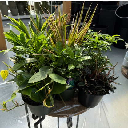 Assorted Tropical Plants