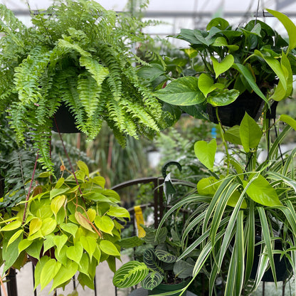 Assortment of tropicals plants in hanging basket