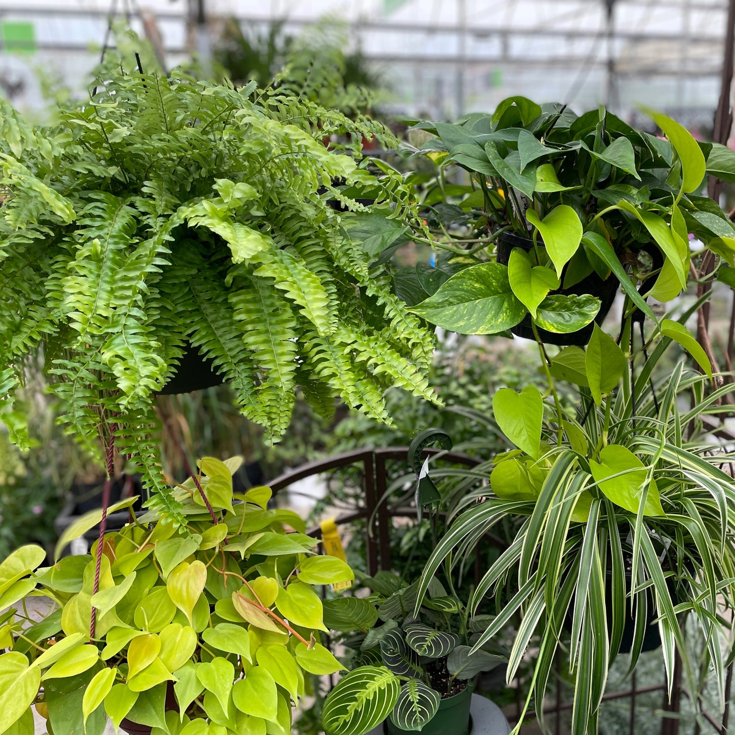 Assortiment de plantes vertes en panier suspendu