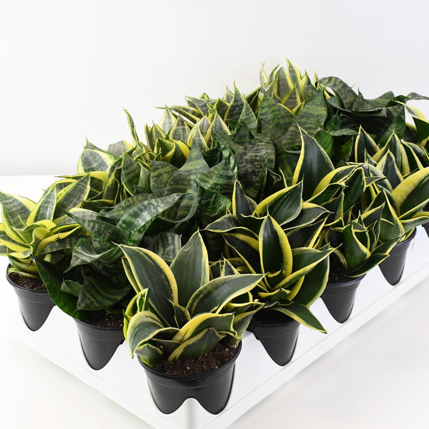 Assortment of Sansevieria Premium