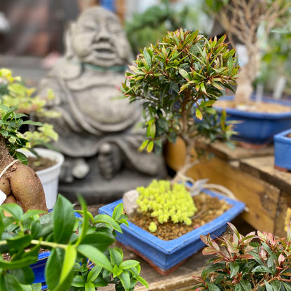 indoor bonsai tree garden Exquisite Assortment of Bonsai Trees with Ceramic Pot - Miniature Trees