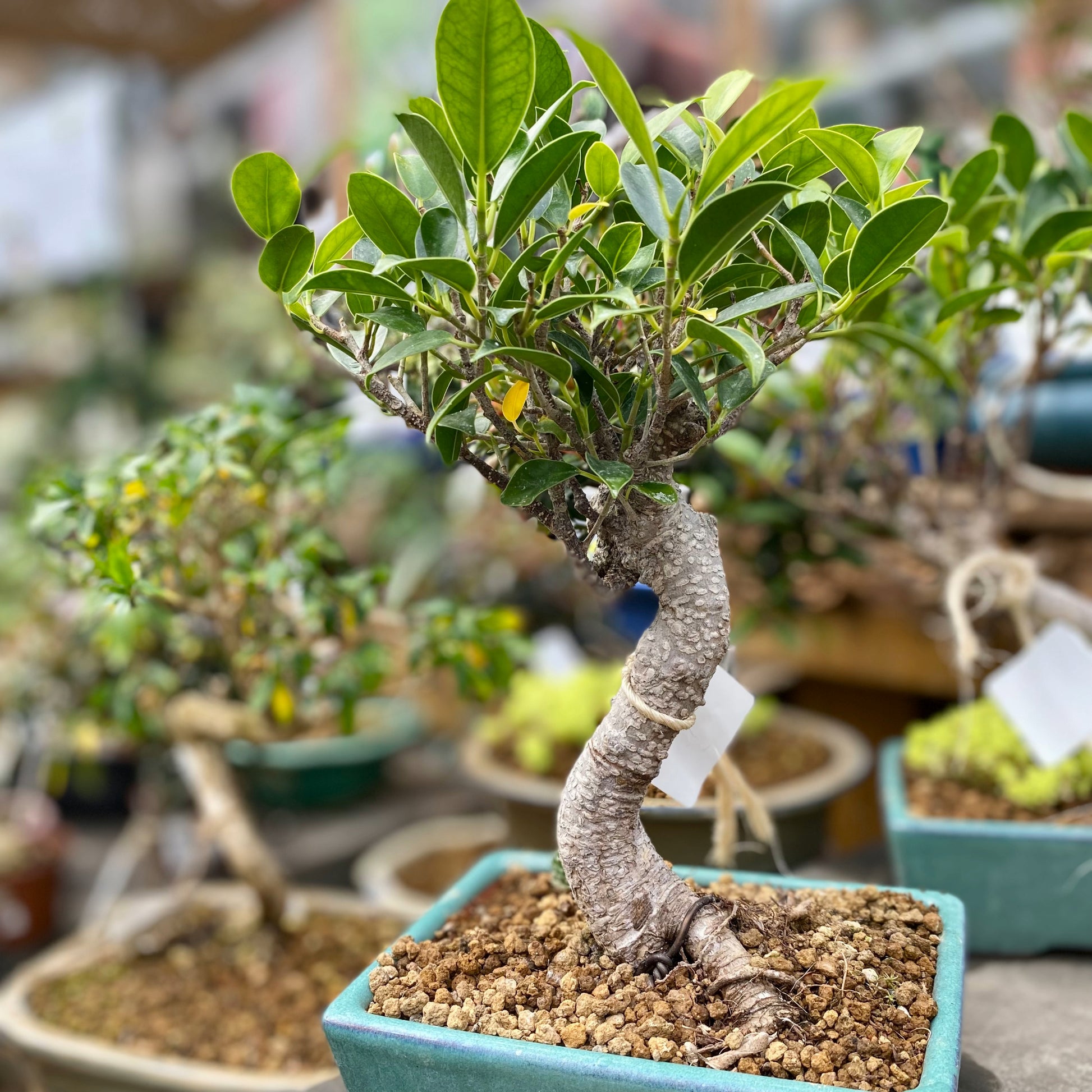 multiple bonsai trees in one pot Exquisite Assortment of Bonsai Trees with Ceramic Pot - Miniature Trees