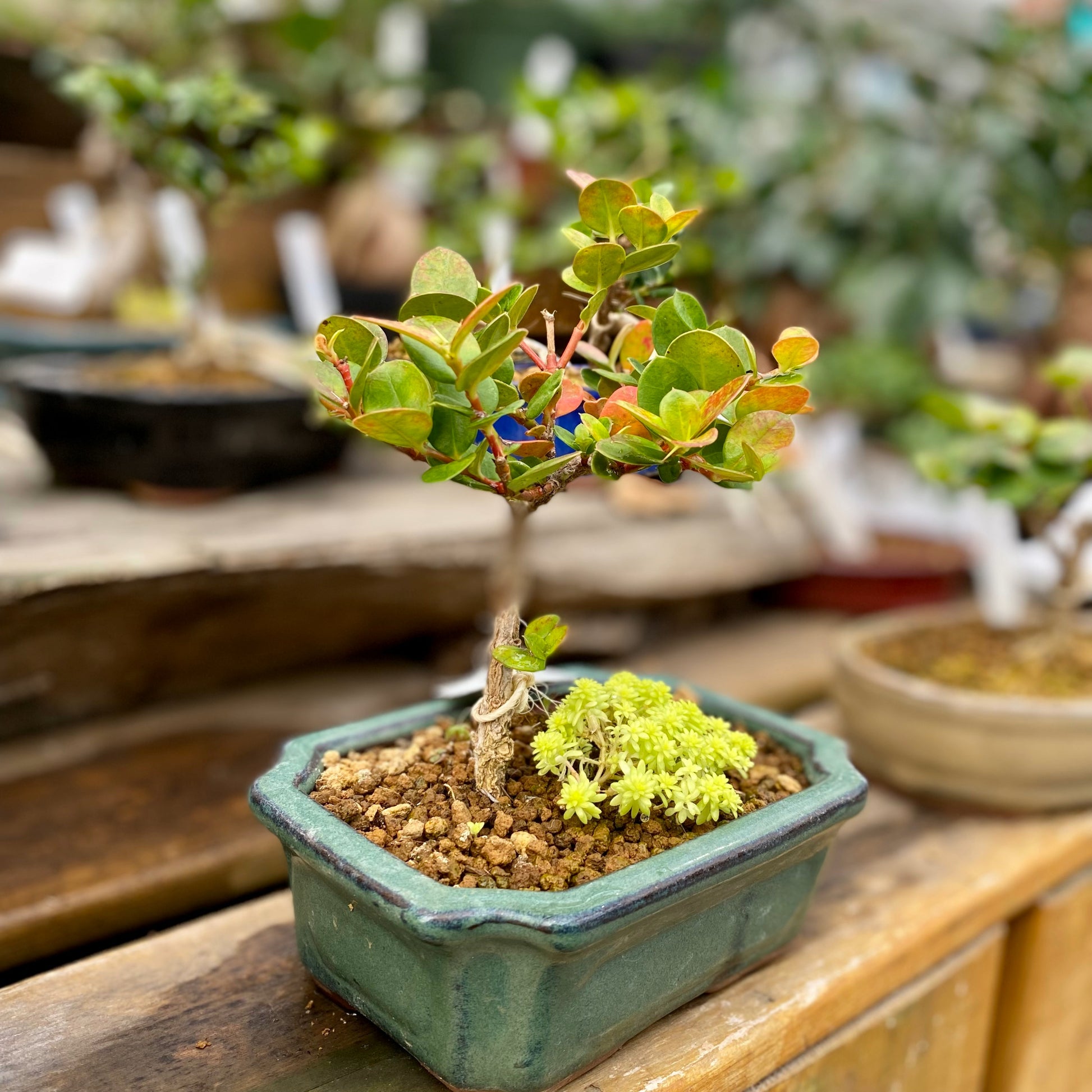 multiple bonsai trees in one pot Exquisite Assortment of Bonsai Trees with Ceramic Pot - Miniature Trees