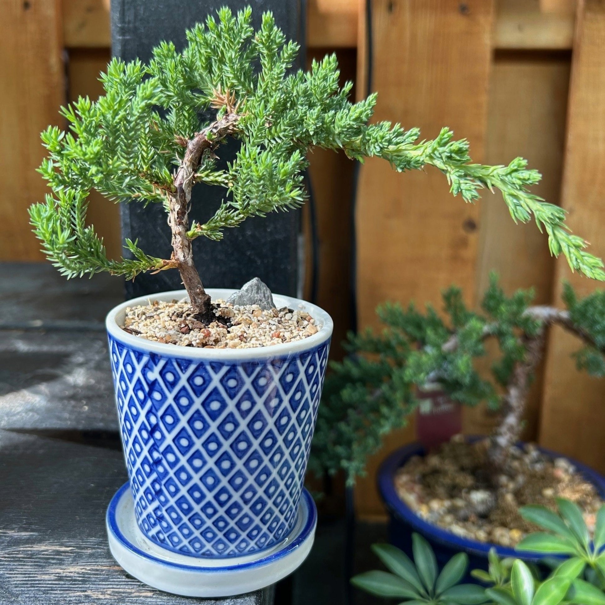 multiple bonsai trees in one pot Exquisite Assortment of Bonsai Trees with Ceramic Pot - Miniature Trees