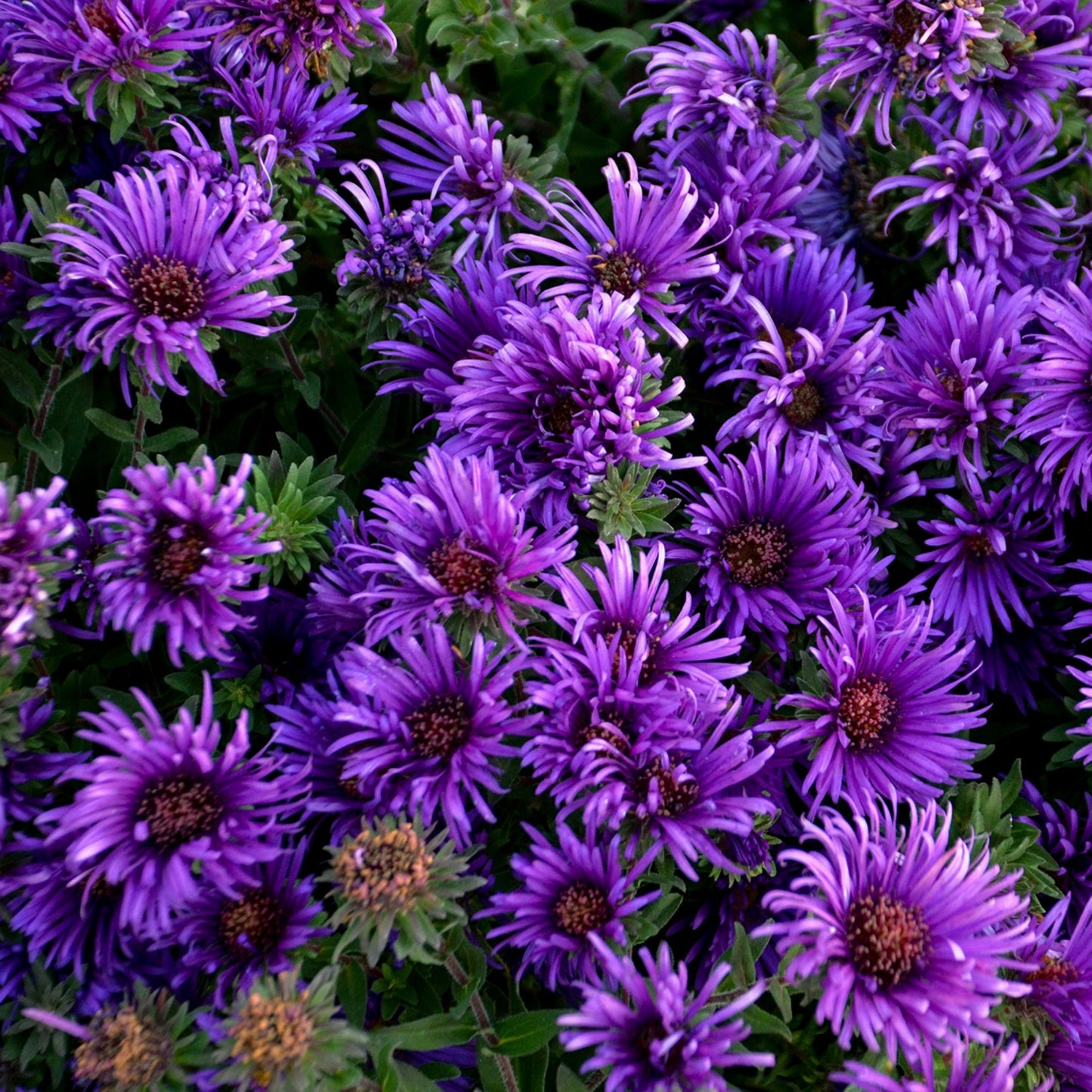 Aster de la Nouvelle-Angleterre 'Grape Crush'