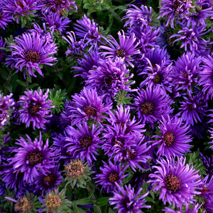 New England Aster 'Grape Crush'