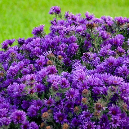 New England Aster 'Grape Crush'