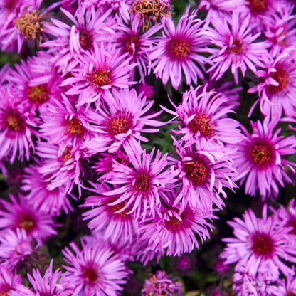New England Aster 'Pink Crush'