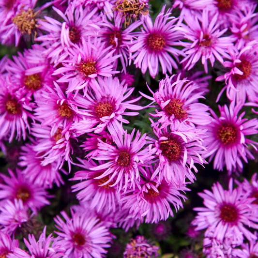 Aster de la Nouvelle-Angleterre 'Pink Crush'