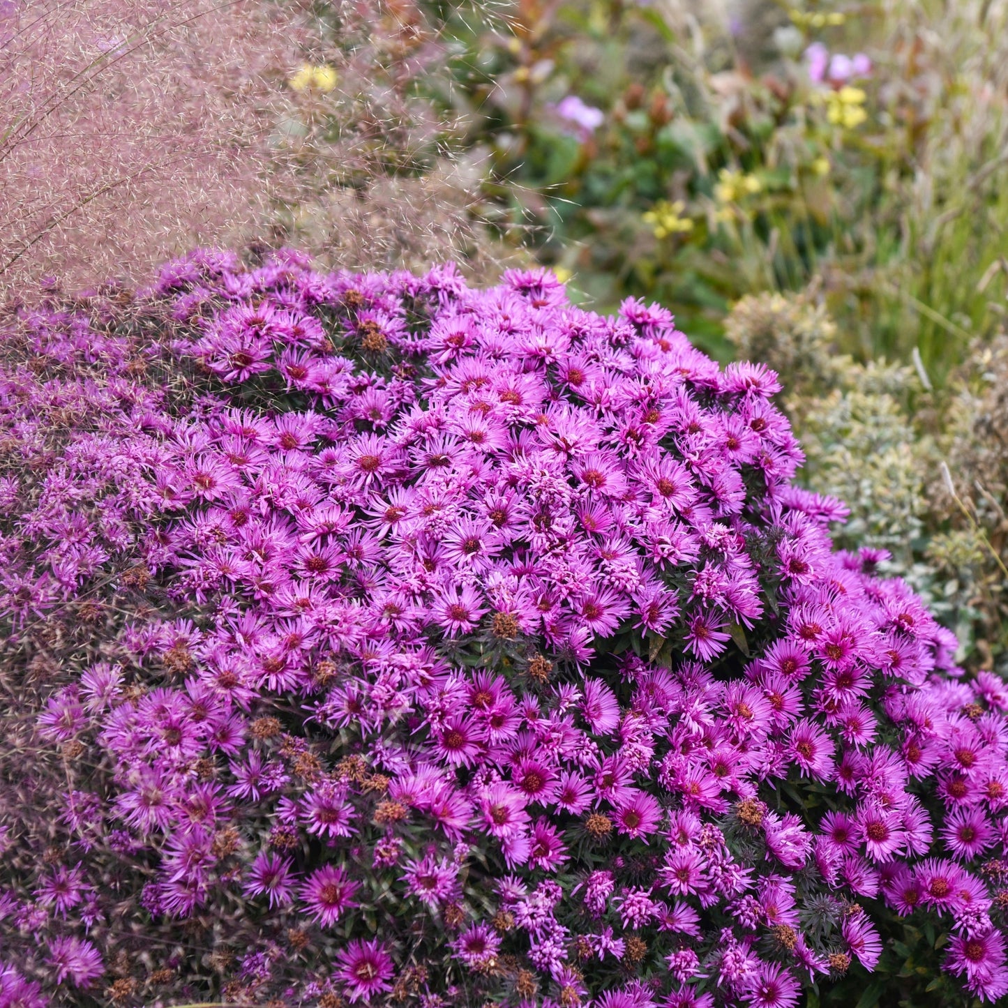 Aster de la Nouvelle-Angleterre 'Pink Crush'