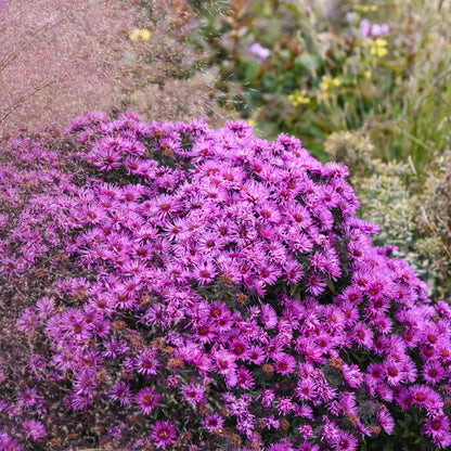 Aster de la Nouvelle-Angleterre 'Pink Crush'