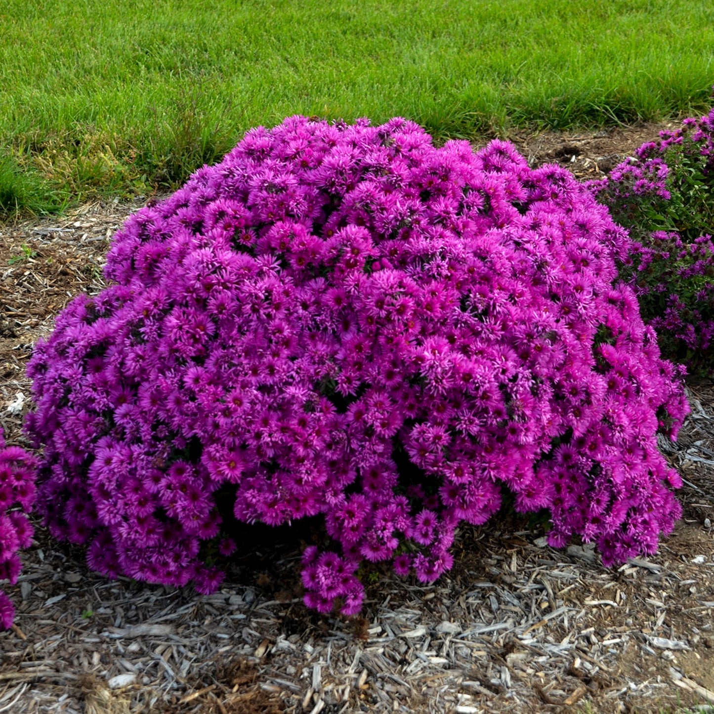 New England Aster 'Pink Crush'