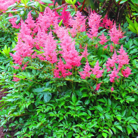 Erica' False Spirea