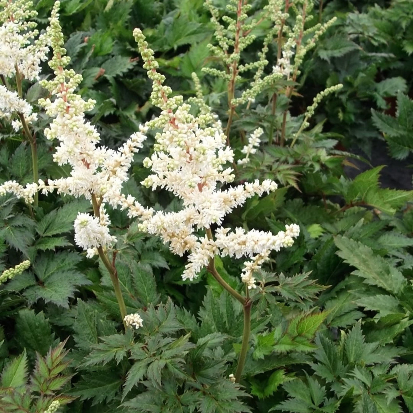 Astilbe De Chine VISION IN WHITE Jardineries Botanix astilbe-de-chine-vision-in-white-jardineries-botanix