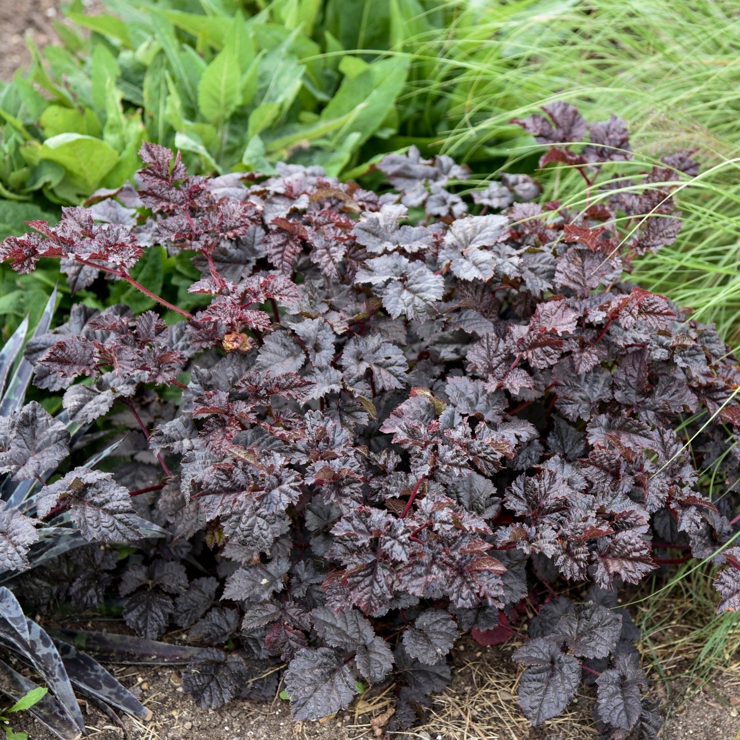 Dark Side of the Moon' Chinese Astilbe 