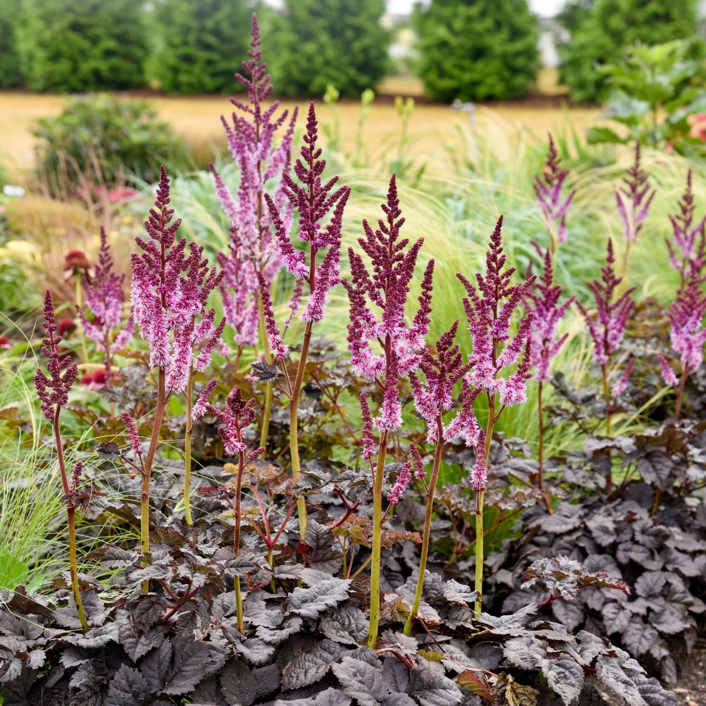 Dark Side of the Moon' Chinese Astilbe 