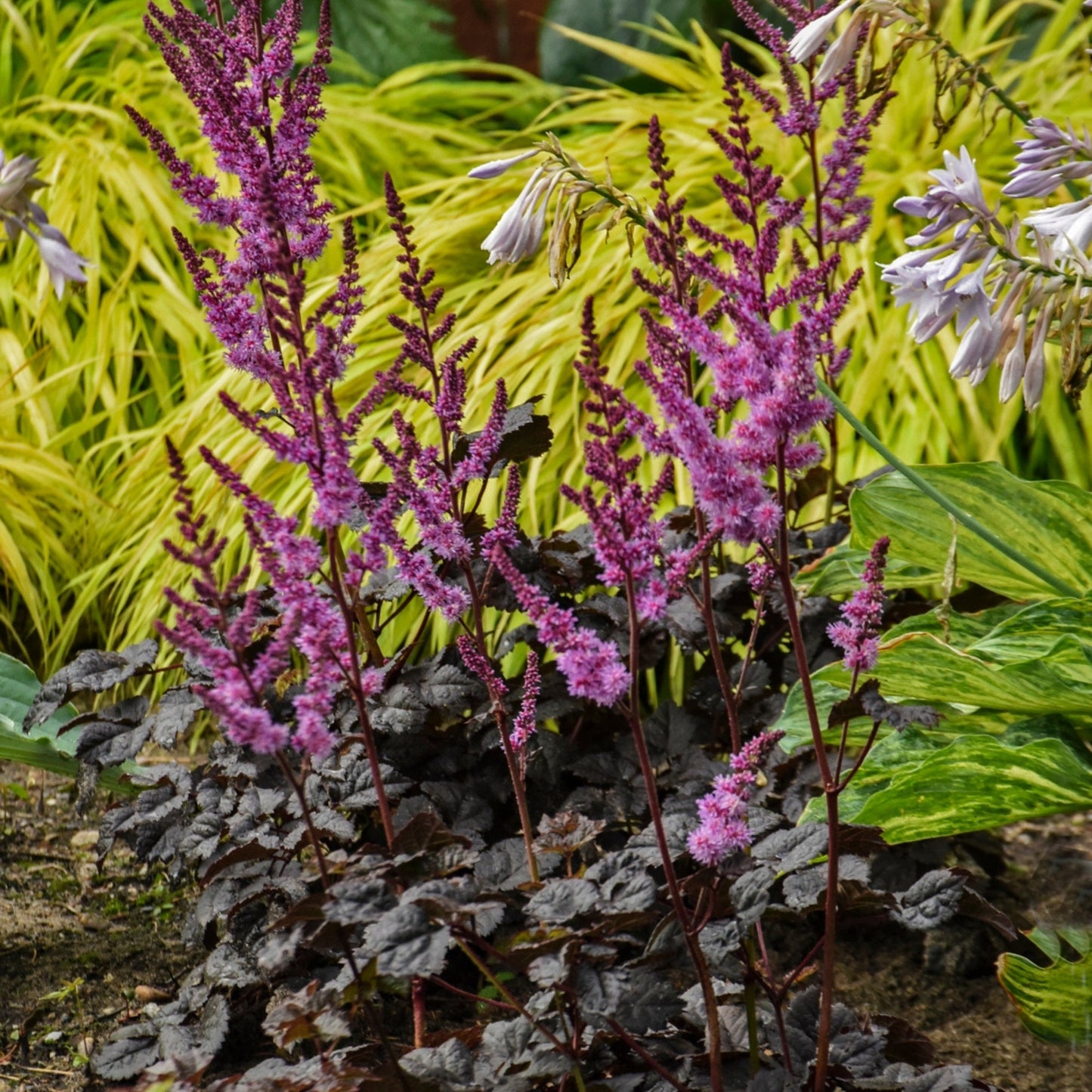 Dark Side of the Moon' Chinese Astilbe 