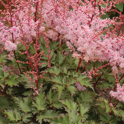 Astilbe japonaise 'Delft Lace'