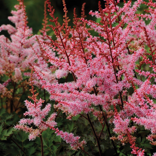 Delft Lace' Japanese Astilbe 