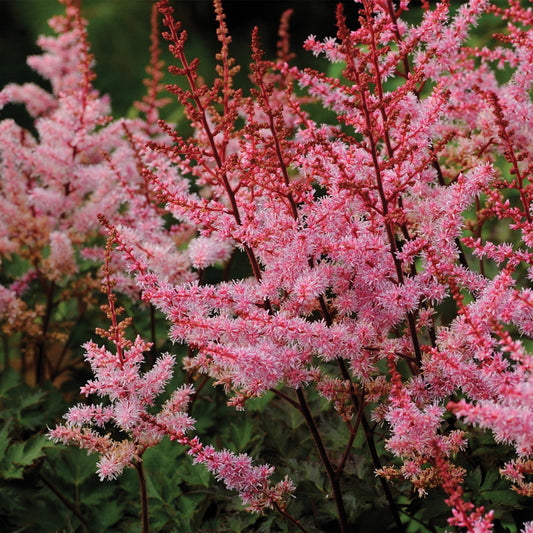 Astilbe japonaise 'Delft Lace'