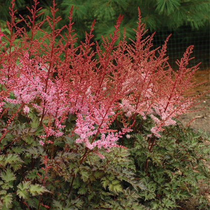 Astilbe japonaise 'Delft Lace'