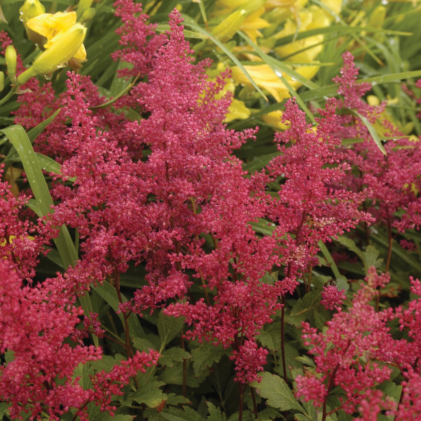 Astilbe 'Red Sentinel'