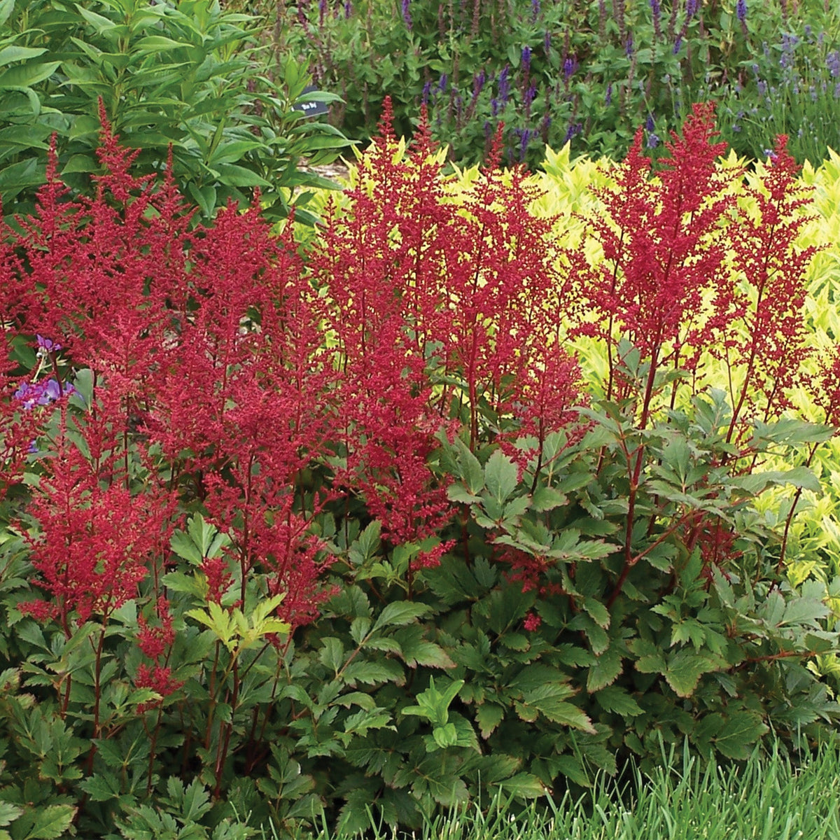 Astilbe 'Red Sentinel' – Jardineries Botanix