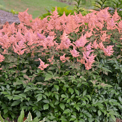 Astilbe japonica 'Peach Blossom' – Astilbe du Japon 'Peach Blossom'