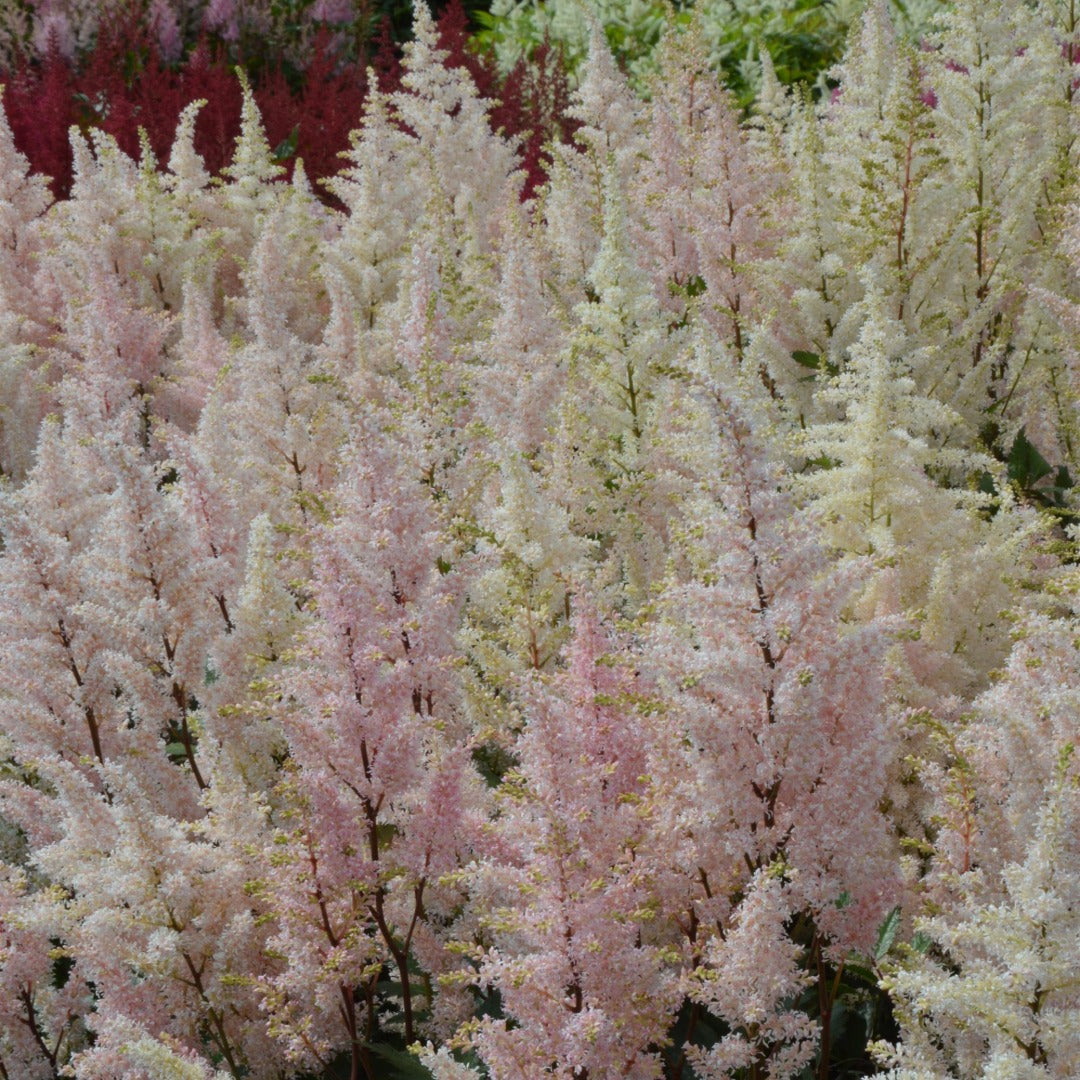 Astilbe japonica 'Peach Blossom' – Astilbe du Japon 'Peach Blossom'
