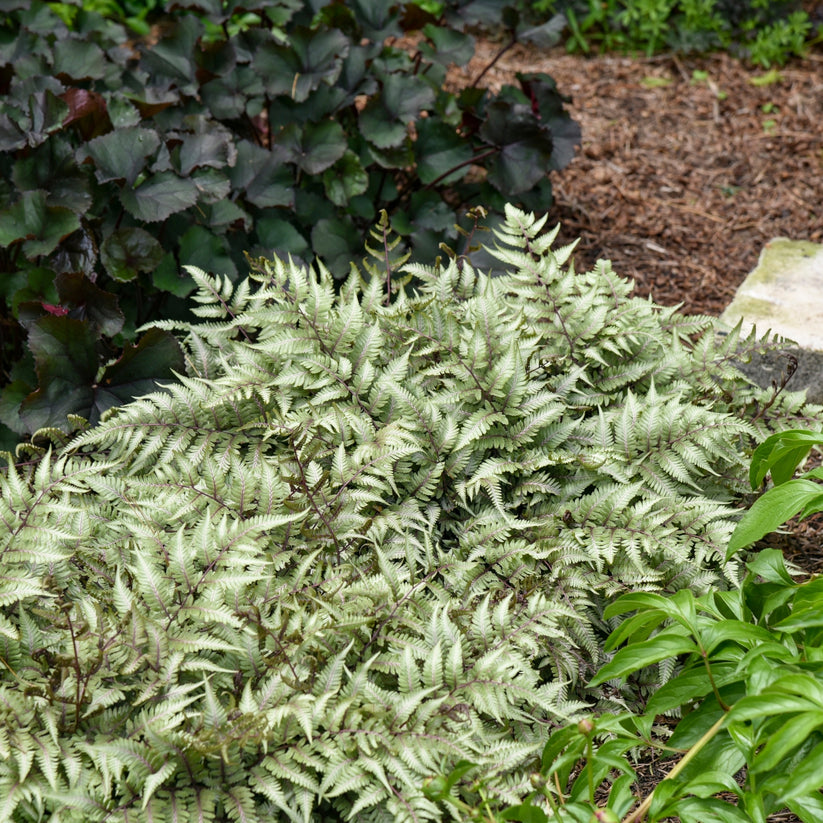 Giant Japanese Painted Fern – Jardineries Botanix
