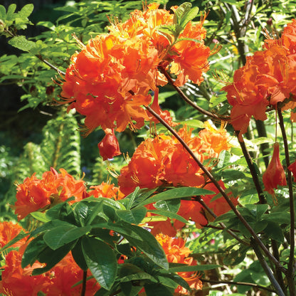 Mandarin Lights' Azalea