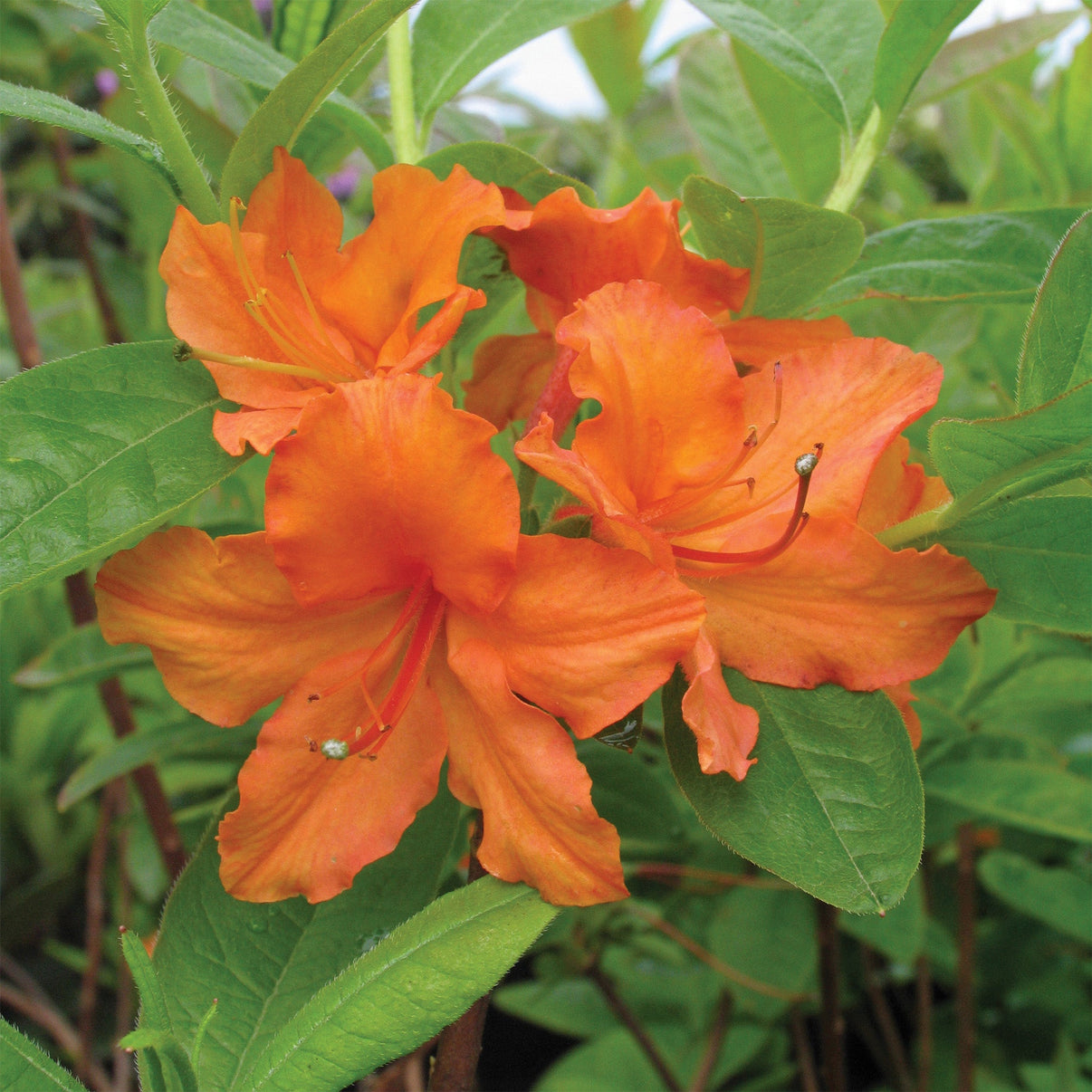 Mandarin Lights' Azalea – Jardineries Botanix