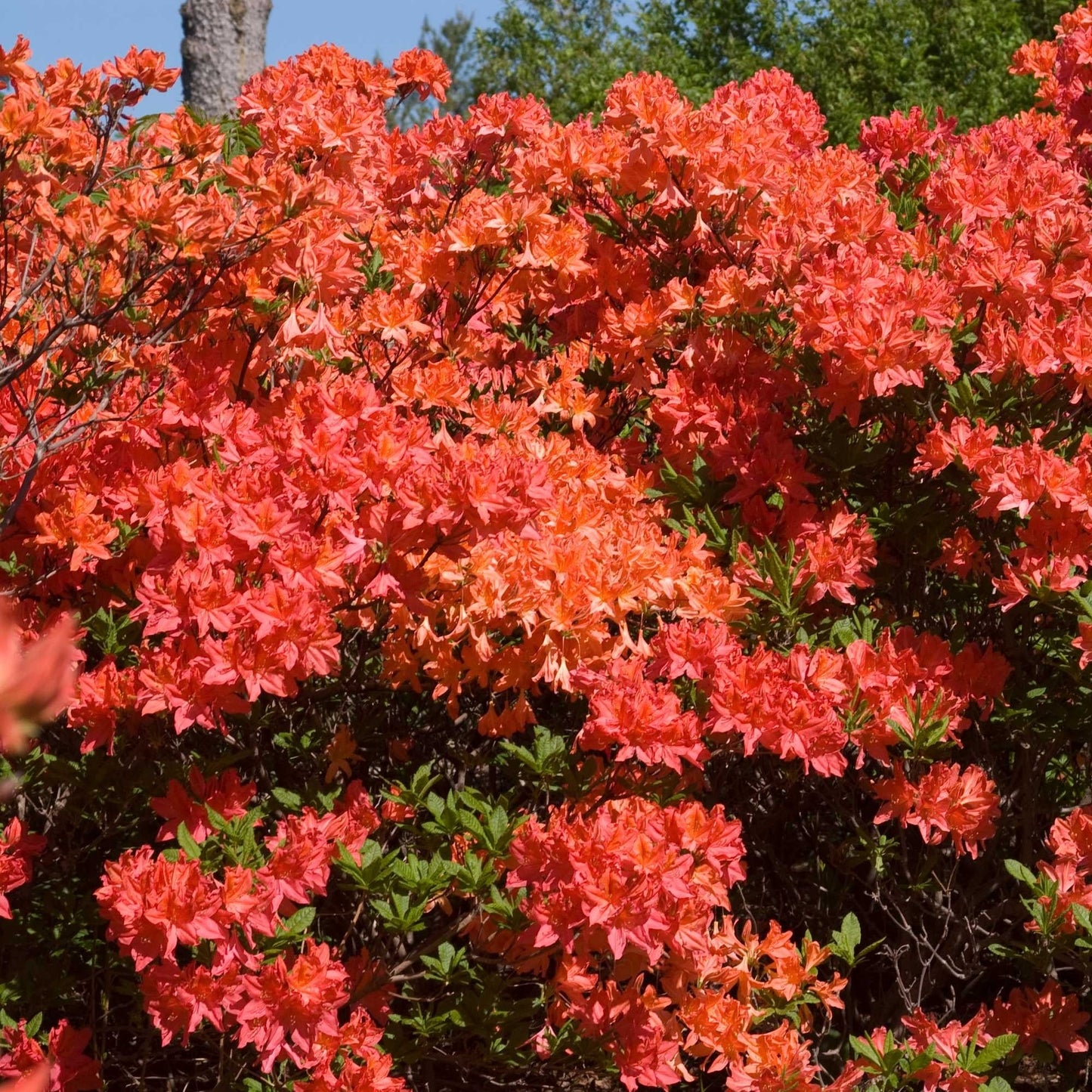 Azalée 'Mandarin Lights'