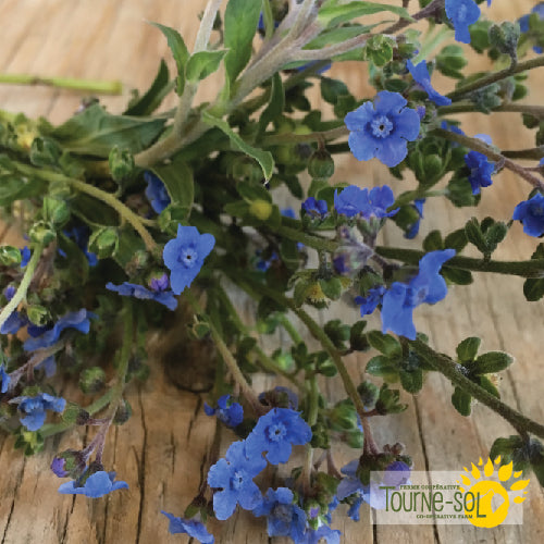 Semences Cynoglossum 'Blue Chinese Forget-Me-Not' Bio