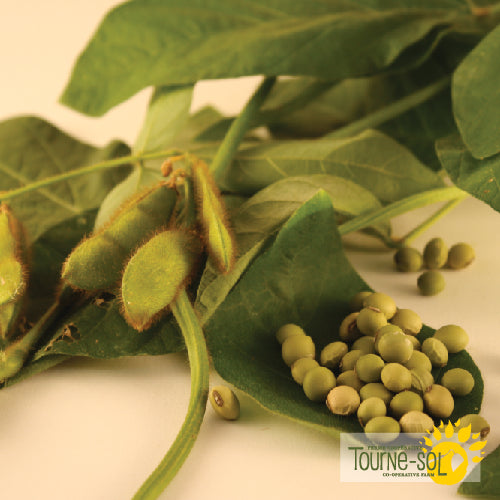Semences Fève de Soja Edamame 'Envy' Bio
