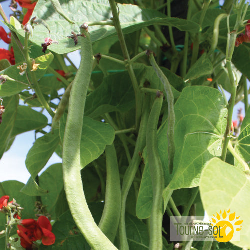 'Scarlet Runner' Pole Bean Seeds Organic