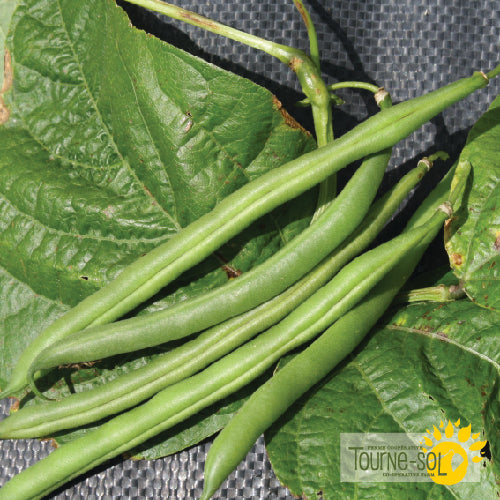 Semences Haricot nain vert 'Grenoble' Bio