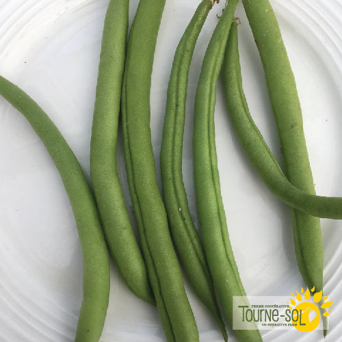 'Provider' Bush Green Bean Seeds Organic