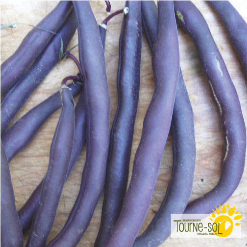 Semences Haricot nain mauve 'Royal Burgundy' Bio