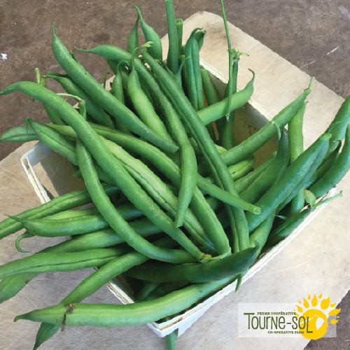 'Maxibel' Bush Green Bean Seeds Organic